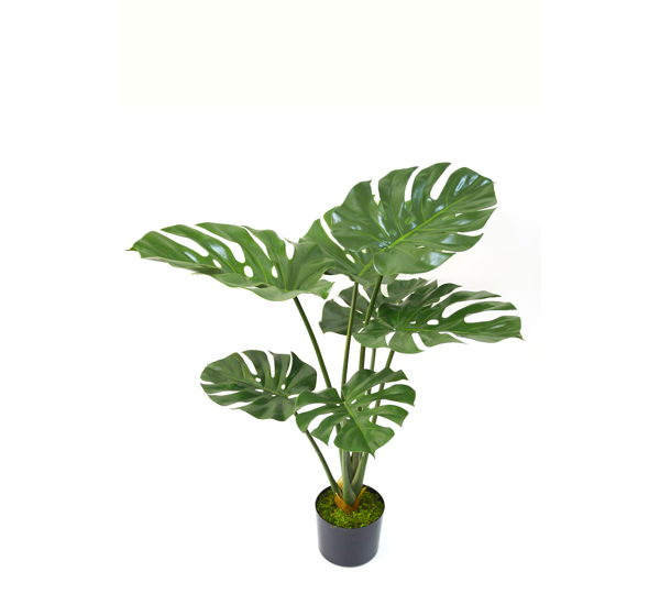 Monstera 'giant-leaf' 90cm